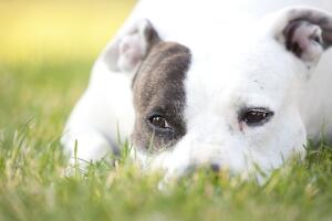 8-mitos-y-verdades-sobre-los-pit-bulls-1.jpg