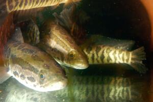 Landwalking "Snakehead" Fish Appears In Philadelphia