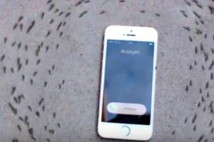 formigas_iphone.jpg