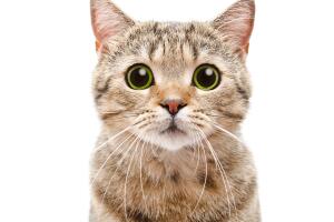 shutterstock_499196506.jpg