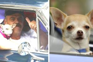 Lleva a su perrito con él a trabajar y se gana el corazón de todo Internet por esta razón.jpg