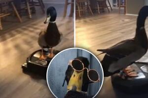 Pato da paseo en aspiradora robot