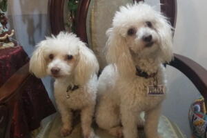 MASCOTAS/MASCOTA14.jpg