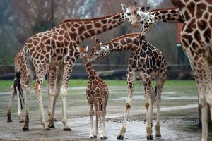 BRITAIN-ANIMAL-GIRAFFE