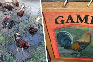 Rescatan gallos de pelea en Houston