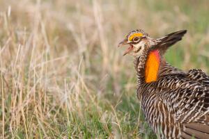 Greater Prairie Chicken