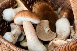 cogumelo-emagrece-beneficios-2.jpg