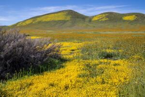 Exploring Carrizo Plain National Monument