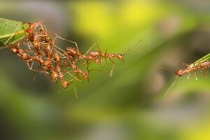 Hormigas rojas construyendo