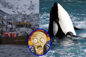 Los marineros han tomado medidas para evitar que las orcas ataquen sus barcos.