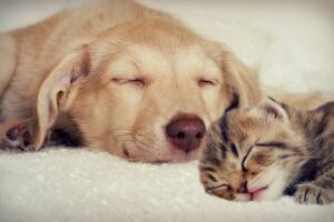 cachorro-gato.jpg