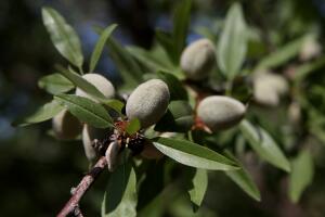 California's Central Valley Heavily Impacted By Severe Drought