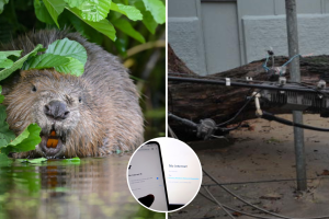 Castor deja sin internet a 15 ciudades