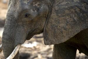 elephant.jpg