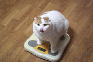 The cat gets on the scale