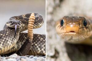 La temporada de serpientes de cascabel está en California, es por eso que expertos piden caminar con mucho cuidado.