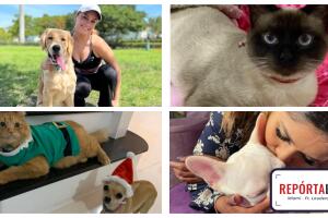 día fotografía de mascotas Miami