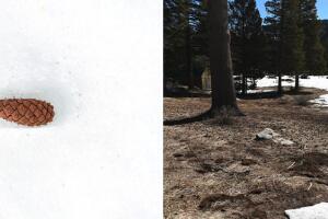 snow-survey.jpg