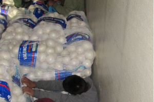 Inmigrantes indocumentados entre cebollas