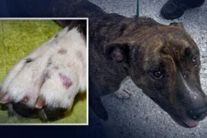 Acusan a mujer de disparar con balines a sus perros