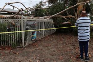 Árbol de eucalipto destruye dos autos Sun Valley cae tormenta Hilary