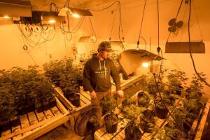 Marihuana en California