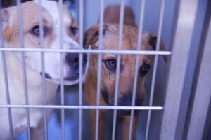 Caso de maltrato animal en Corona, California