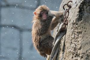 Japan Monkey Birthday