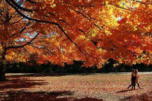 Los últimos rastros del otoño en NYC