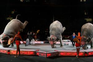 Ringling Bros. And Barnum & Bailey Presents Bellobration