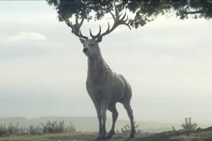 Ciervo Blanco house of the dragon 2.jpg