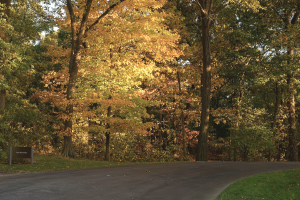 Mejores lugares para disfrutar la llegada del otono - Thain Family Forest.png