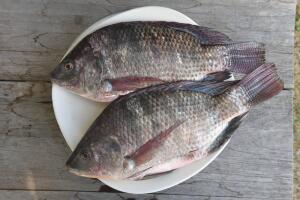 tilapia-pescado_2.jpg