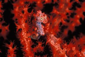 Pygmy sea horse camouflaged into red corals
