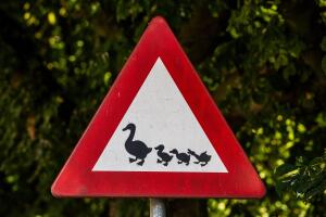 Patos cruzando camino Grosby (1).jpg