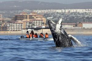 MEXICO-TOURISM-WHALE