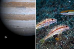 Una de las lunas de Júpiter podría albergar vida