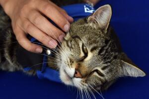 Tara, una gatita heroína