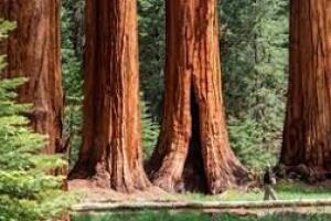 sequoia.jpg