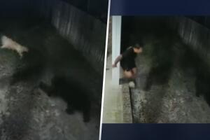 Defiende a su perro de un oso negro