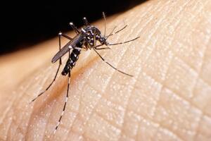aedes-aegypti_principal.jpg