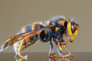 Japanese giant hornet closeup macro, also called giant sparrow bee