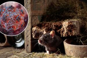 tortugas-galapagos (1).jpeg