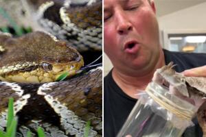 Trabajador de zoológico muestra cómo extrae el veneno de una serpiente: no paró de sudar