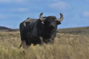 Water buffalo, Bubalus bubalis, species introduced in Argentina, La Pampa province, Patagonia.