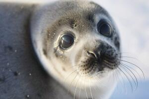 Foca