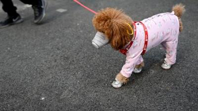 Video De Humor El Coronavirus De La Estupidez Television
