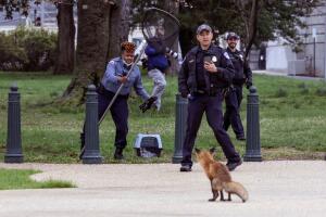 Animal Control Responds To Reports Of Aggressive Fox On Capitol Grounds