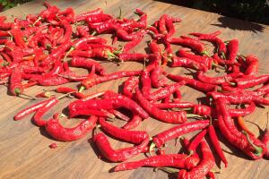 Chiles2.jpeg