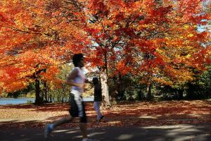 Los últimos rastros del otoño en NYC